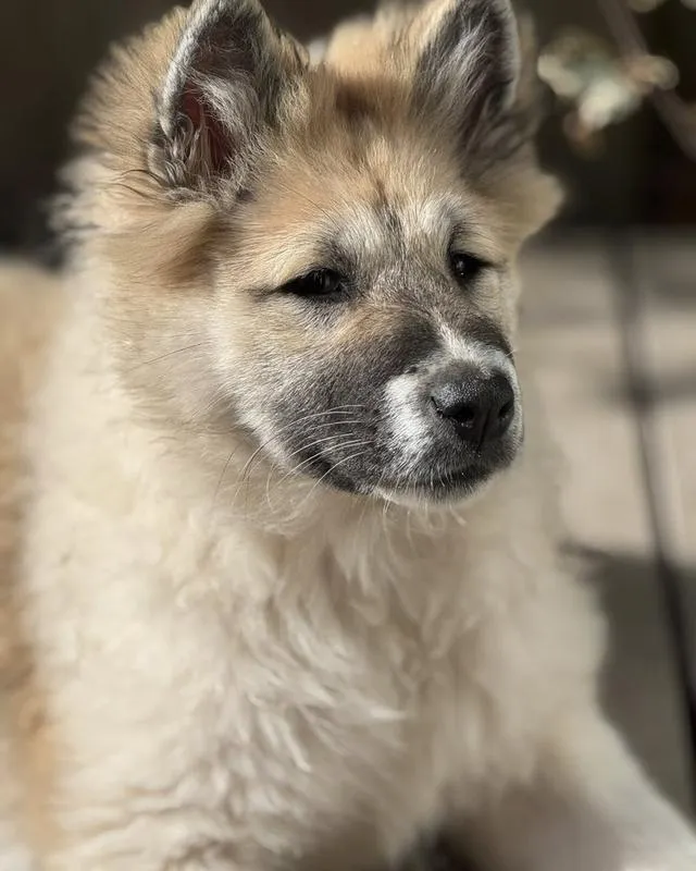 Thai Bangkaew Puppies