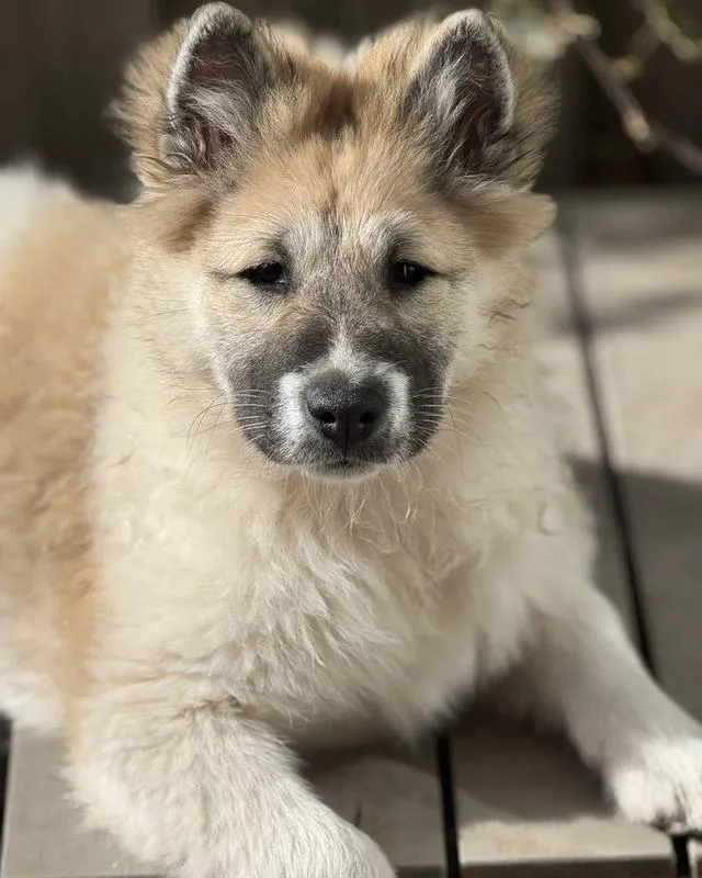 Thai Bangkaew Puppies