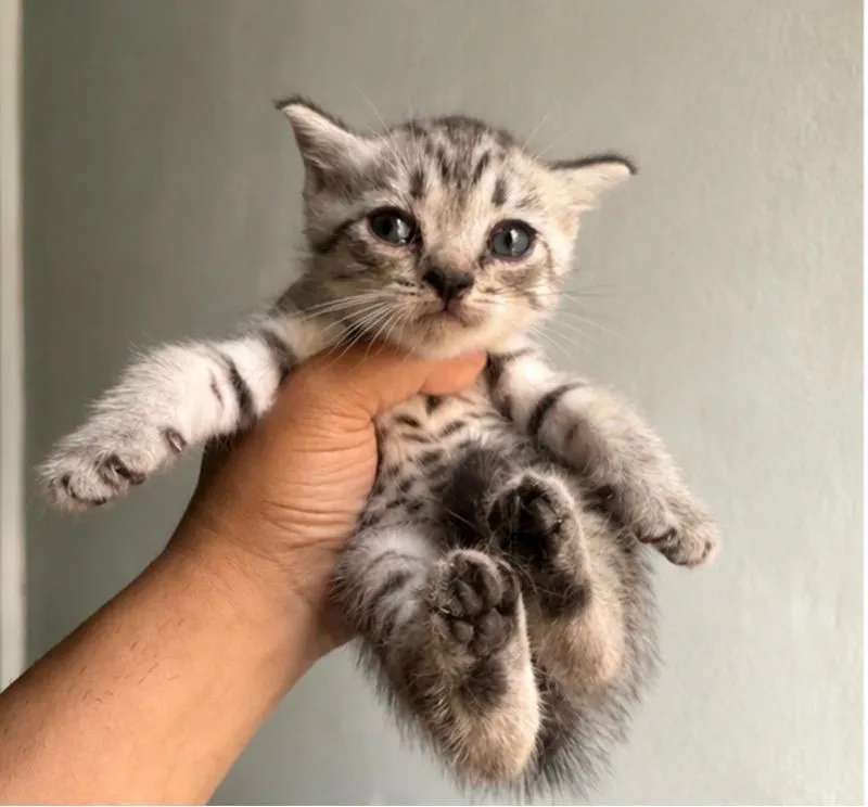 ลูกแมวบริติชผสมสก๊อตติช