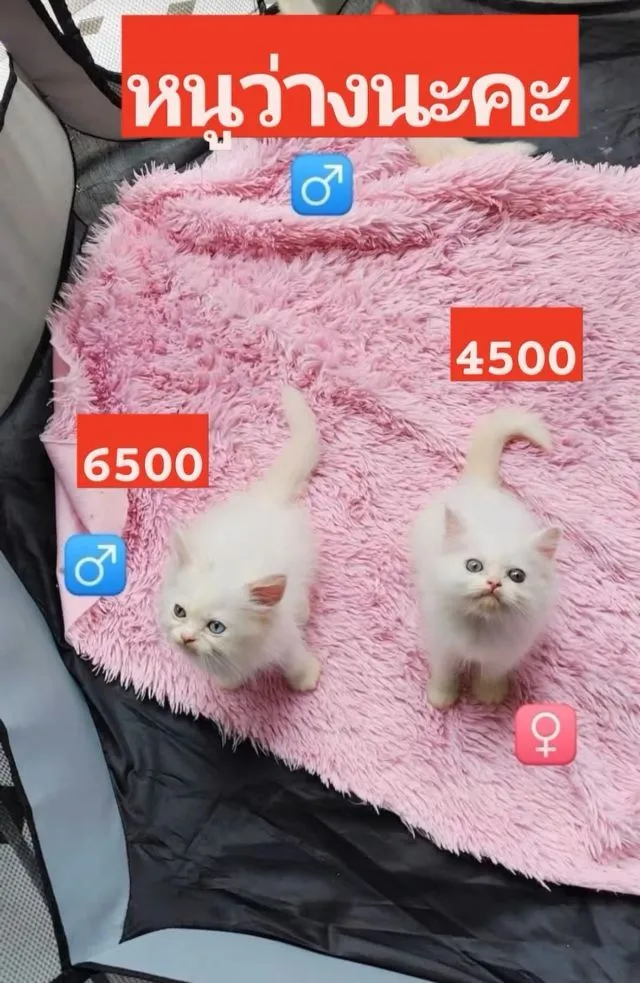 แมวเปอร์เซียตาสองสี