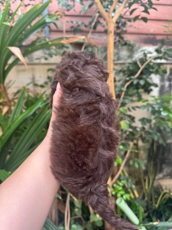 ชิวาว่าผสมชิสุพุดเดิ้ล