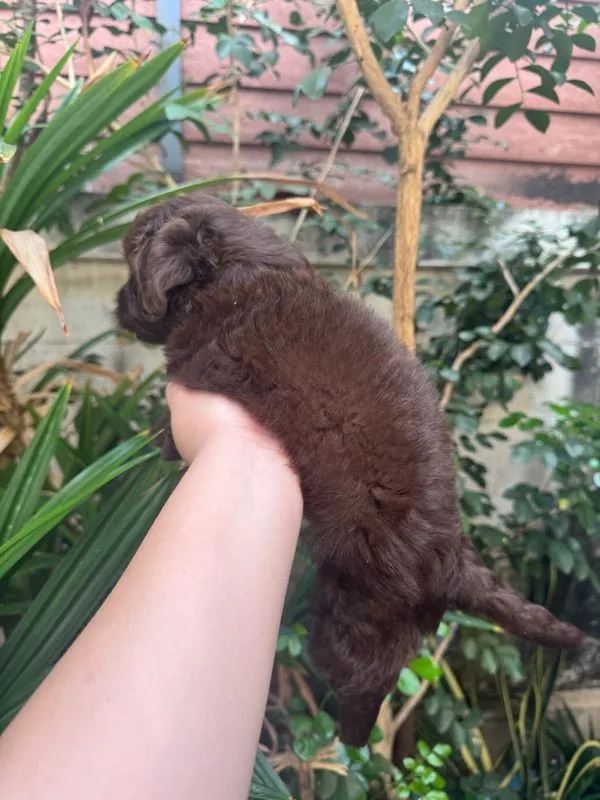 ชิวาว่าผสมชิสุพุดเดิ้ล