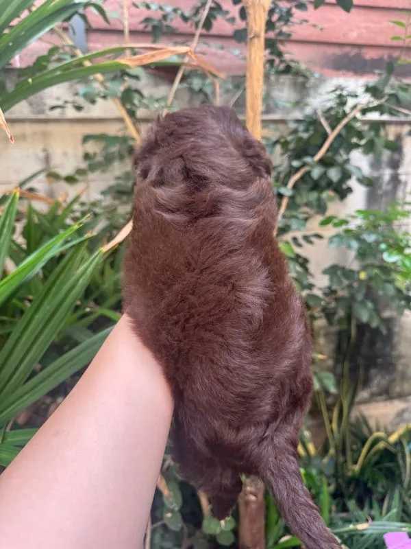 ชิวาว่าผสมชิสุพุดเดิ้ล