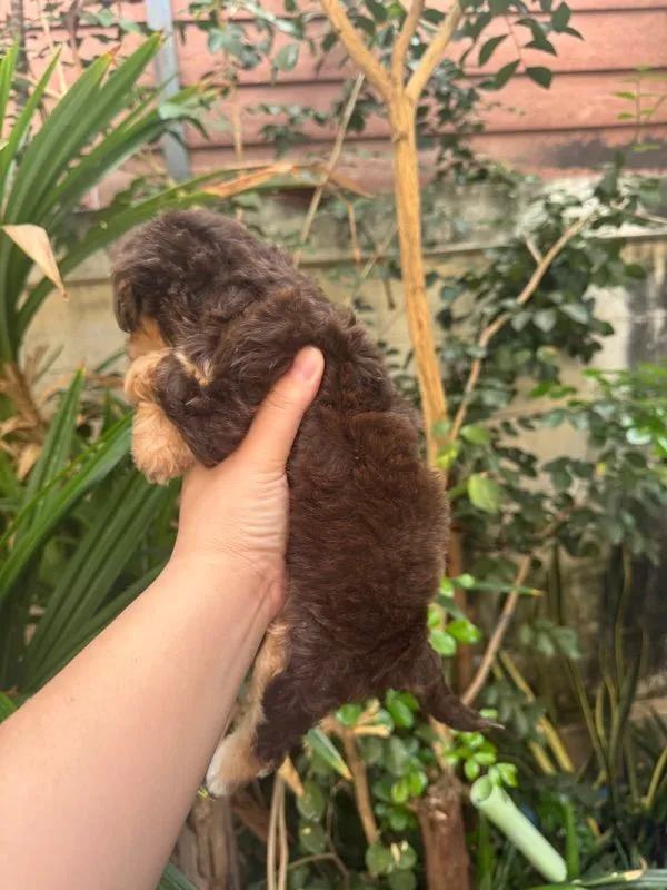 ชิวาว่าผสมชิสุพุดเดิ้ล