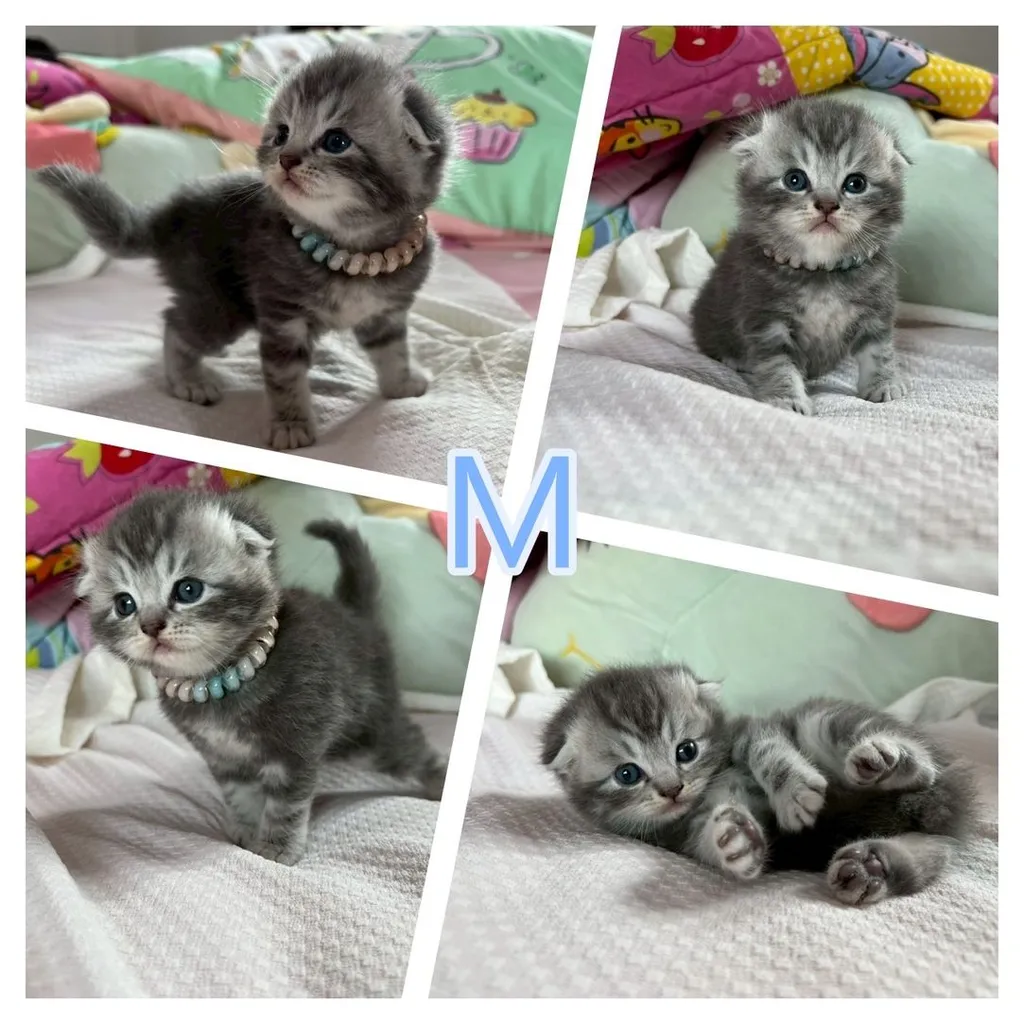 เปิดจองเด็กๆ British สีเทา(บลู) Blue และ Silver