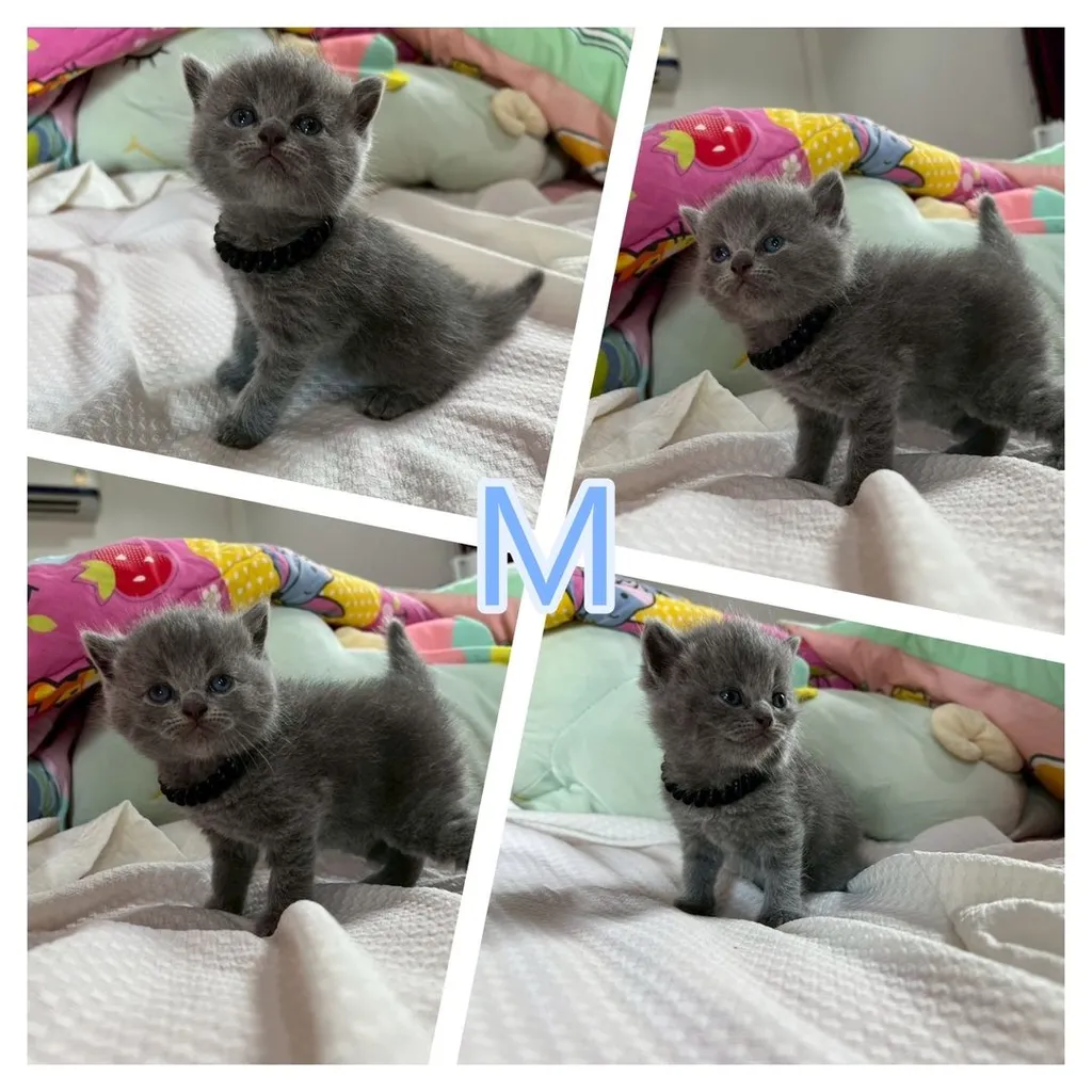 เปิดจองเด็กๆ British สีเทา(บลู) Blue และ Silver