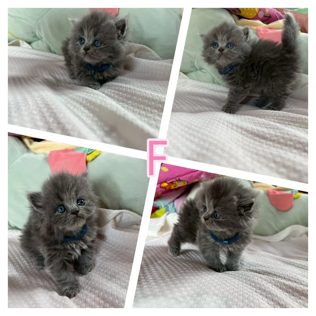 เปิดจองเด็กๆ British สีเทา(บลู) Blue และ Silver