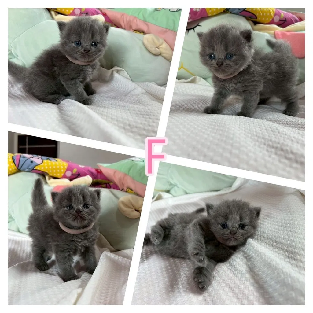 เปิดจองเด็กๆ British สีเทา(บลู) Blue และ Silver