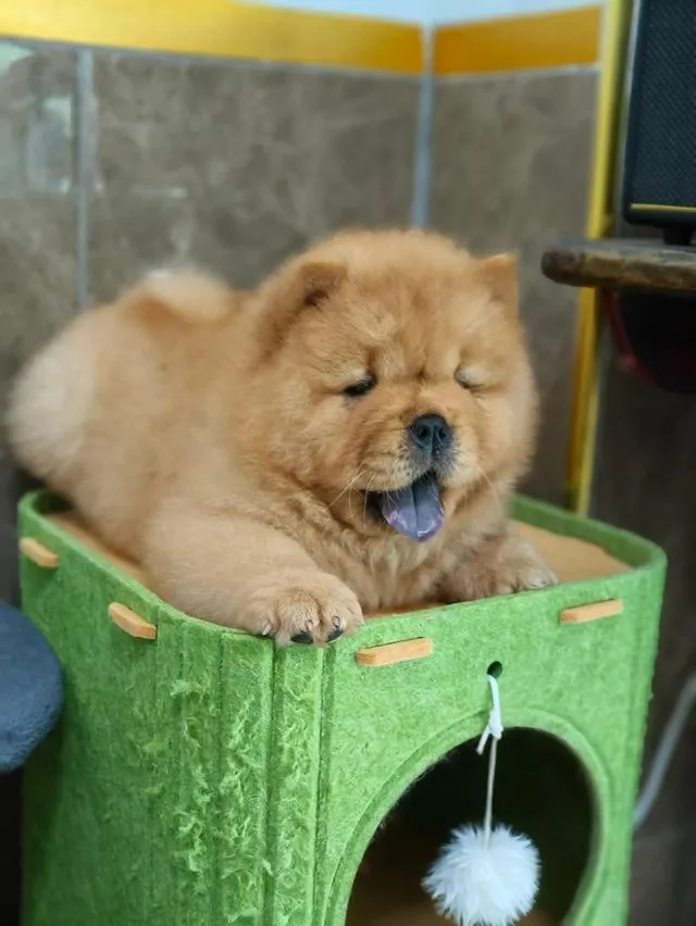 ลูกสุนัข พันธุ์ chow chow