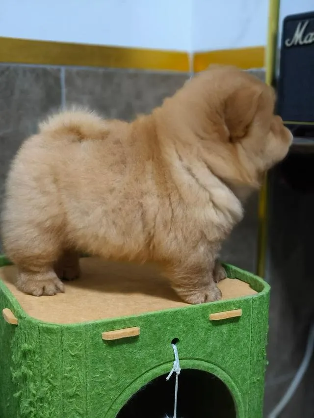 ลูกสุนัข พันธุ์ chow chow