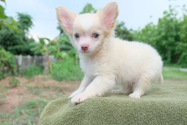 ชิวาวาผสมปอมๆหน้าหมี