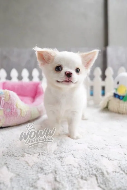ว้าวชิวาวา กทม. ชิวาวาแท้ วัคซีนแล้วทุกตัว มีบริการส่งค่ะ