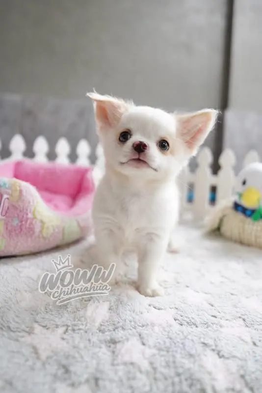 ว้าวชิวาวา กทม. ชิวาวาแท้ วัคซีนแล้วทุกตัว มีบริการส่งค่ะ