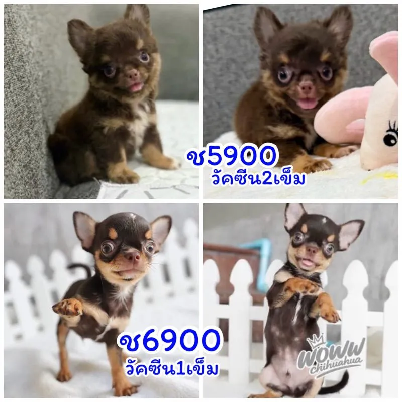 ว้าวชิวาวา กทม. ชิวาวาแท้ วัคซีนแล้วทุกตัว มีบริการส่งค่ะ