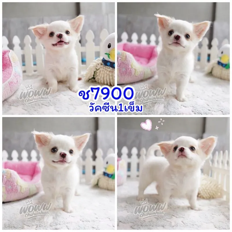 ว้าวชิวาวา กทม. ชิวาวาแท้ วัคซีนแล้วทุกตัว มีบริการส่งค่ะ