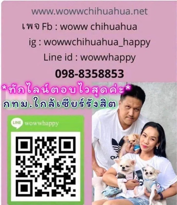ว้าวชิวาวา กทม. ชิวาวาแท้ วัคซีนแล้วทุกตัว มีบริการส่งค่ะ