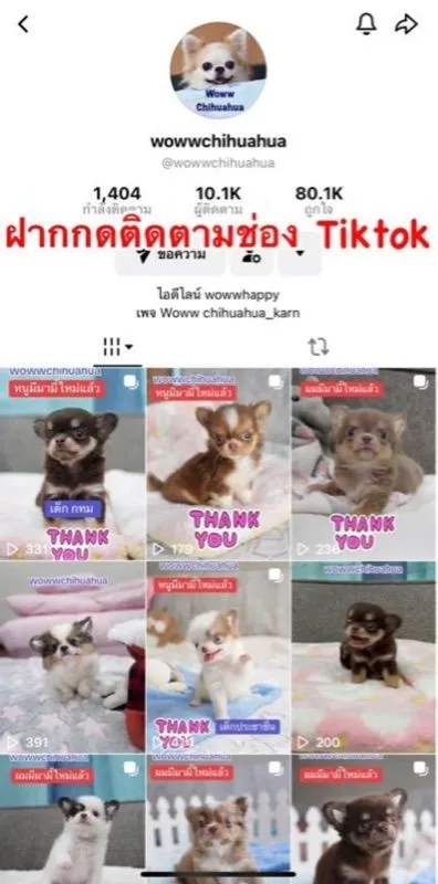 ว้าวชิวาวา กทม. ชิวาวาแท้ วัคซีนแล้วทุกตัว มีบริการส่งค่ะ