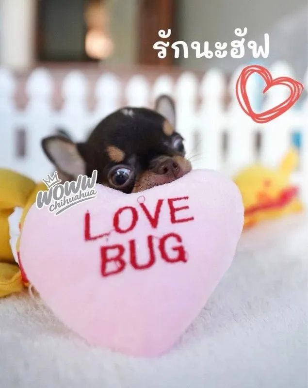 ว้าวชิวาวา กทม. ชิวาวาแท้ วัคซีนแล้วทุกตัว มีบริการส่งค่ะ