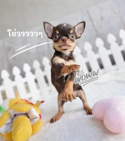ว้าวชิวาวา กทม. ชิวาวาแท้ วัคซีนแล้วทุกตัว มีบริการส่งค่ะ
