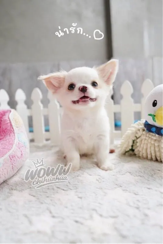 ว้าวชิวาวา กทม. ชิวาวาแท้ วัคซีนแล้วทุกตัว มีบริการส่งค่ะ