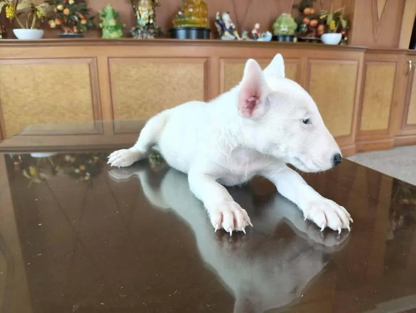ลูกสุนัขพันธุ์บูลเทอร์เรีย