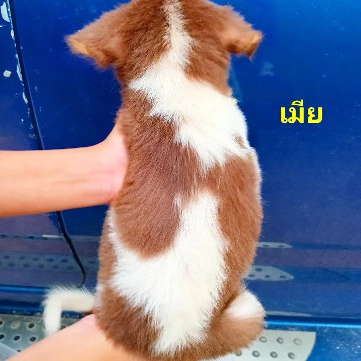 บางเเก้ว