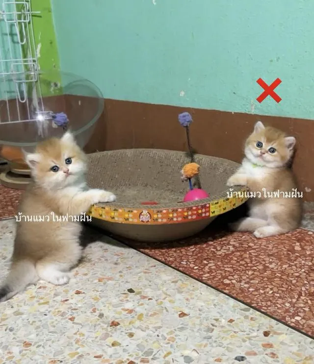 แมวสายพันธุ์บริติชลองแฮร์