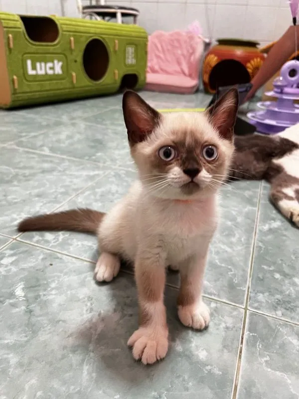 ลูกแมวบริติชแท้
