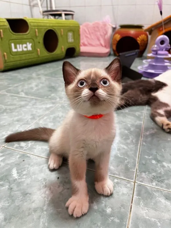 ลูกแมวบริติชแท้