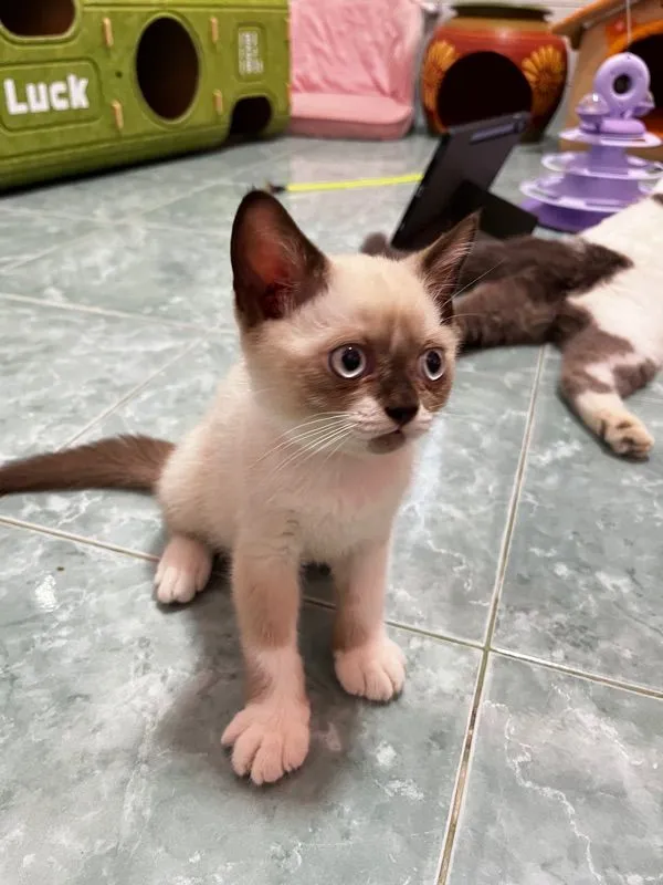 ลูกแมวบริติชแท้