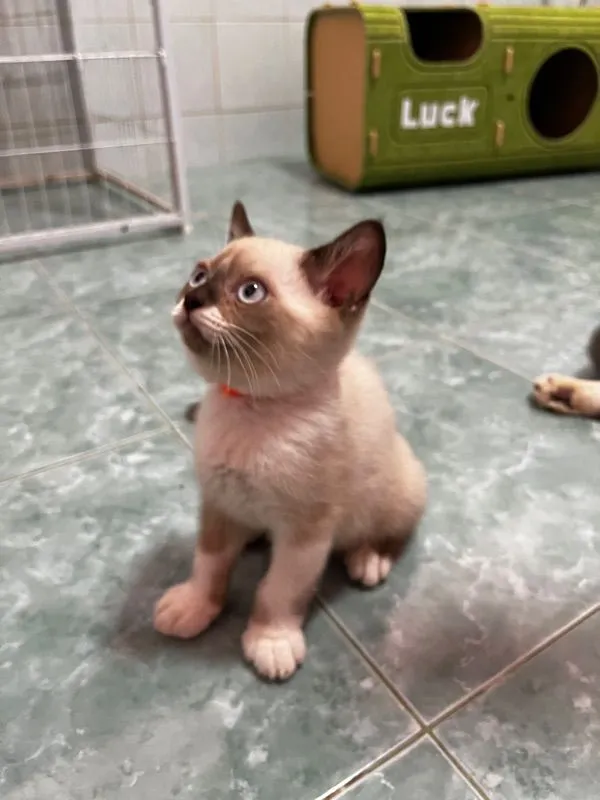 ลูกแมวบริติชแท้