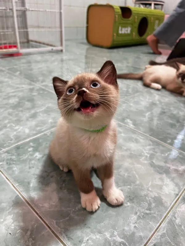 ลูกแมวบริติชแท้