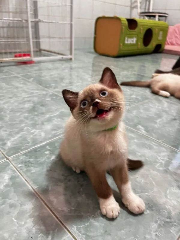 ลูกแมวบริติชแท้