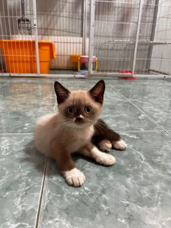 ลูกแมวบริติชแท้