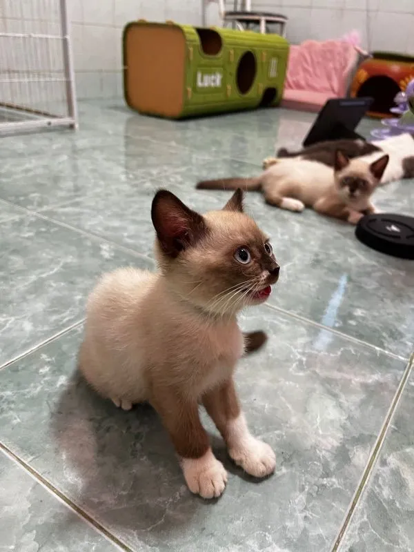 ลูกแมวบริติชแท้
