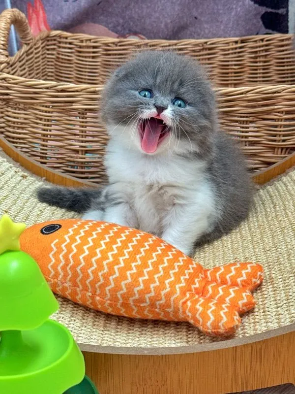 แมวสก๊อตติช