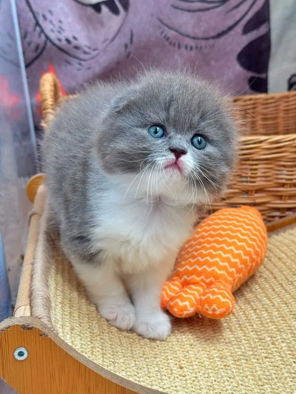 แมวสก๊อตติช
