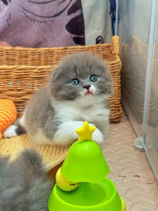 แมวสก๊อตติช