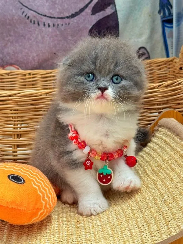 แมวสก๊อตติช