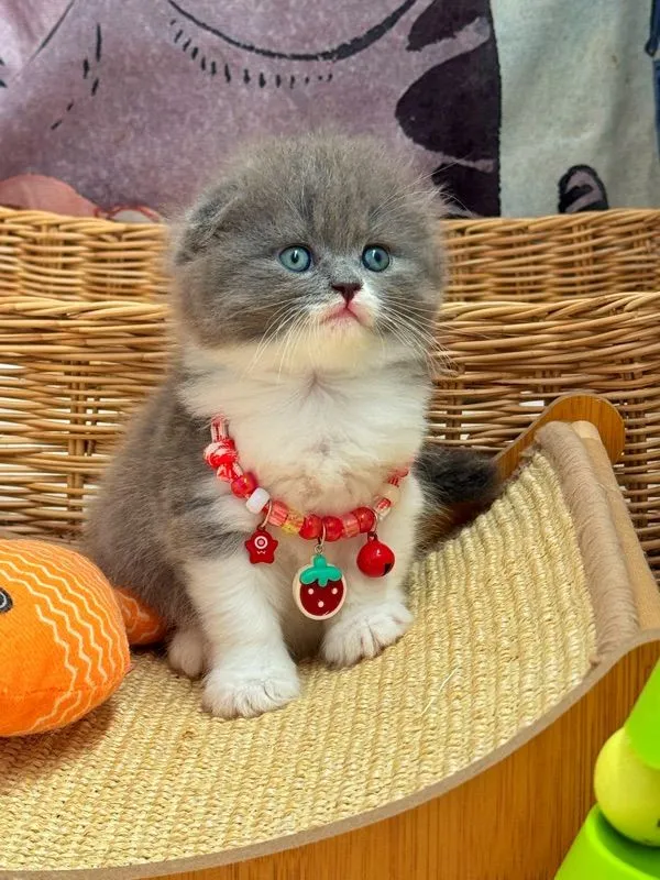 แมวสก๊อตติช