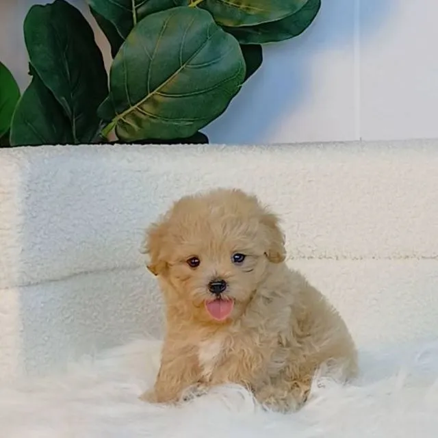 maltipoo มอลติพู เพศผู้ สีน้ำตาลขาว พร้อมวัคซีน5โรคเข็มแรก ถ่ายพยาธิ ใบรับรองจากสัตว์แพทย์ รับประกันสุขภาพ ส่งได้ทั่วไทย