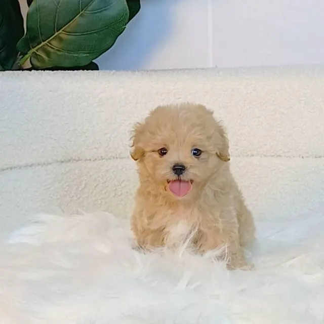 maltipoo มอลติพู เพศผู้ สีน้ำตาลขาว พร้อมวัคซีน5โรคเข็มแรก ถ่ายพยาธิ ใบรับรองจากสัตว์แพทย์ รับประกันสุขภาพ ส่งได้ทั่วไทย