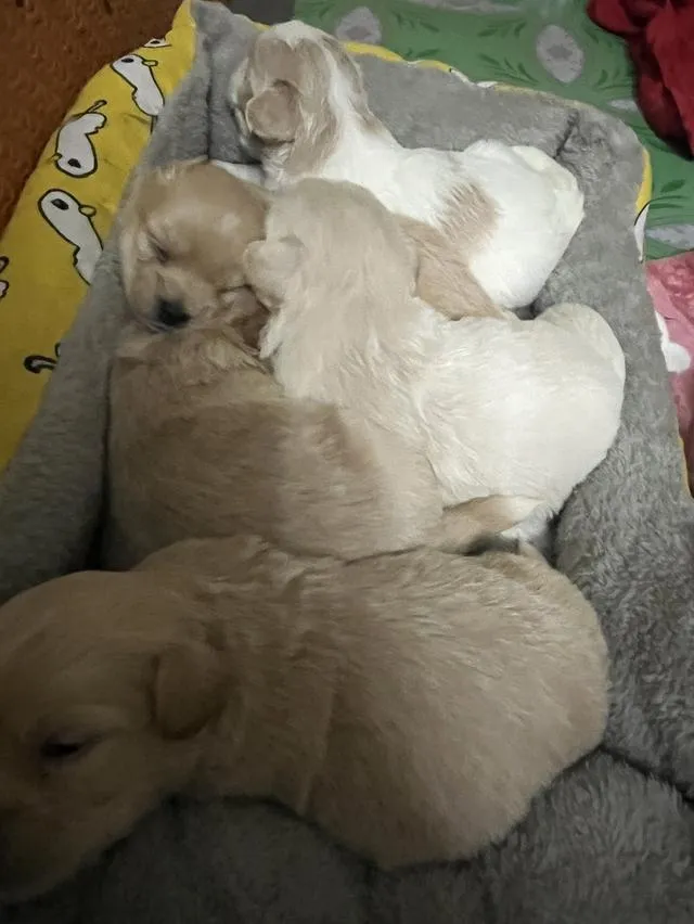 หมาน้อย ชิสุผสมพุดเดิ้ลจังหวัดลำพูนเปิดจองค่ะ