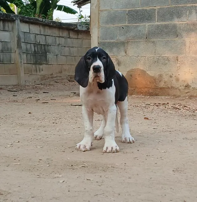 สุนัข เกรทเดน Great dane