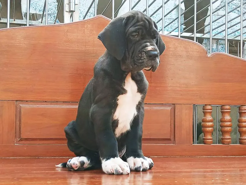 สุนัข เกรทเดน Great dane