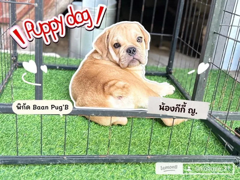 น้องหาบ้าน Bulldog ญ.3สาว เหมาะเลี้ยงเล่น