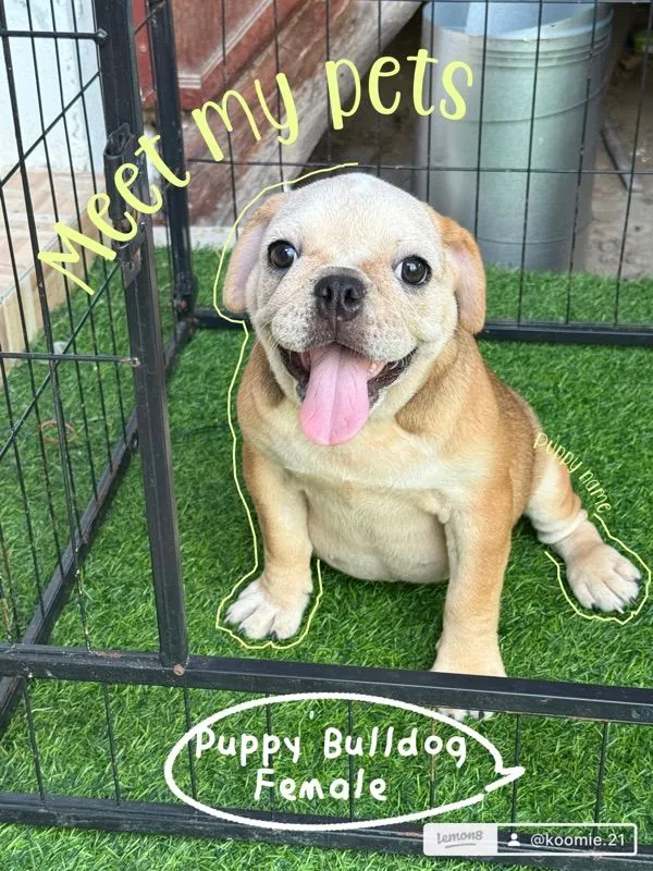 น้องหาบ้าน Bulldog ญ.3สาว เหมาะเลี้ยงเล่น