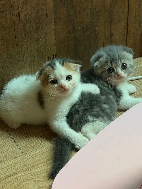 ดญ สก๊อตติชโฟแท้หูพับ
