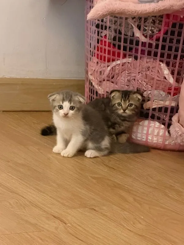 ดญ สก๊อตติชโฟแท้หูพับ