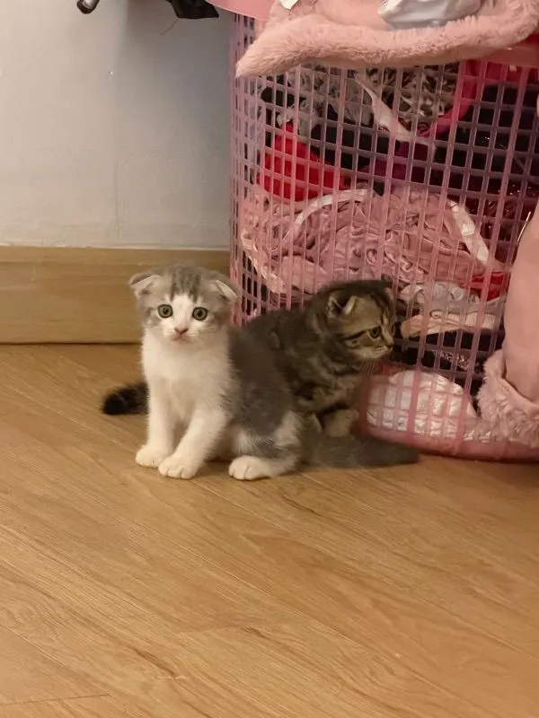 ดญ สก๊อตติชโฟแท้หูพับ